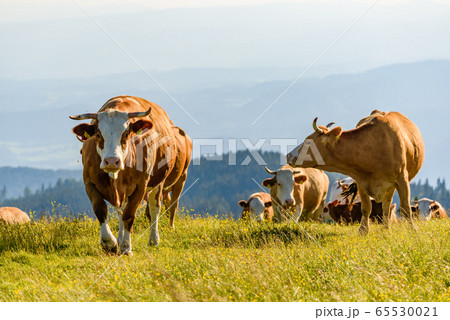 Cows on a meadow in Alps Austria. Schockl mountain Cows on a meadow in Alps Austria. Schockl mountain 65530021