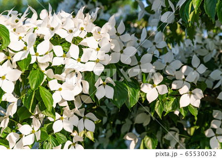White flowers on a tree Kousa Dogwood Blossoms. White flowers on a tree Kousa Dogwood Blossoms. 65530032