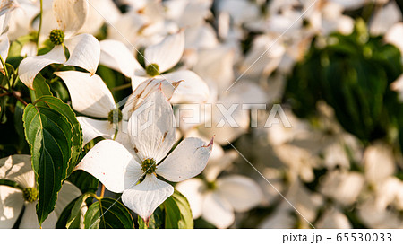White flowers on a tree Kousa Dogwood Blossoms. White flowers on a tree Kousa Dogwood Blossoms. 65530033