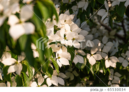 White flowers on a tree Kousa Dogwood Blossoms. 65530034