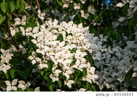 White flowers on a tree Kousa Dogwood Blossoms. White flowers on a tree Kousa Dogwood Blossoms. 65530035