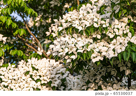 White flowers on a tree Kousa Dogwood Blossoms. White flowers on a tree Kousa Dogwood Blossoms. 65530037