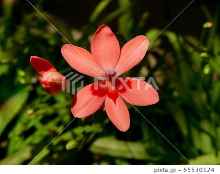 姫檜扇 ヒメヒオウギ 65530124