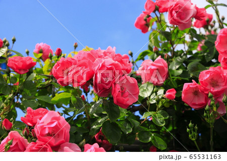 薔薇 65531163