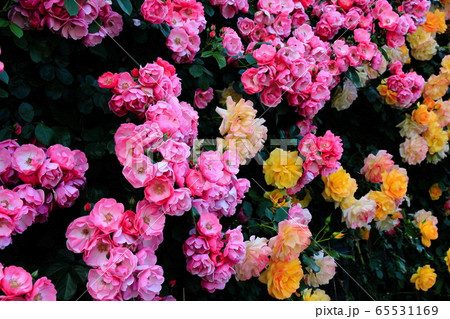 薔薇 薔薇 65531169