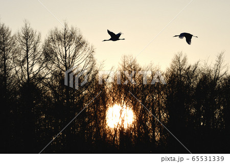 太陽をバックに飛翔するタンチョウ 65531339