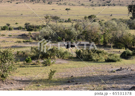 タランギーレ国立公園（タンザニア） 65531378
