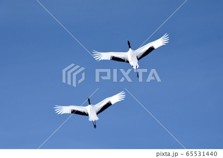飛翔するタンチョウ 65531440