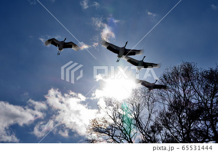 飛翔するタンチョウ 65531444