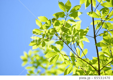 クヌギの若葉と青空4 65531470