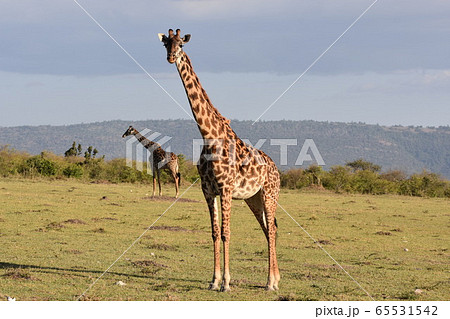 マサイキリン(マサイマラ国立保護区) マサイキリン(マサイマラ国立保護区) 65531542