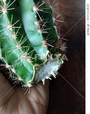 Cactus cutting with a knife and taking roots in the air before planting into the pot. Cacti propagation photo, callous formation on the cactus chunk 65531833