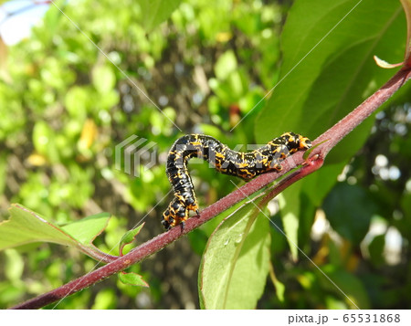 ハナカイドウの枝上にいる「ウメエダシャク」の幼虫 65531868