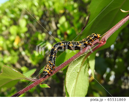 ハナカイドウの枝上にいる「ウメエダシャク」の幼虫 ハナカイドウの枝上にいる「ウメエダシャク」の幼虫 65531869