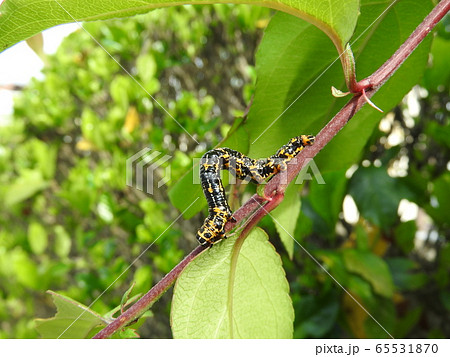 ハナカイドウの枝上にいる「ウメエダシャク」の幼虫 ハナカイドウの枝上にいる「ウメエダシャク」の幼虫 65531870