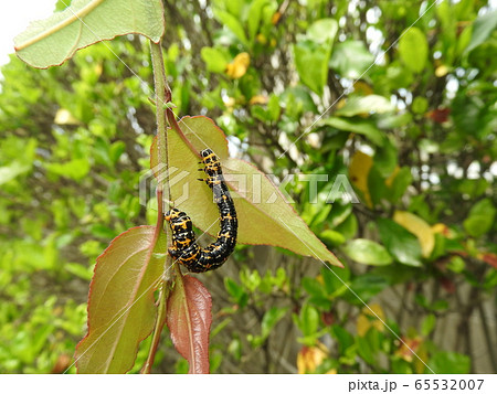 ハナカイドウの枝上にいる「ウメエダシャク」の幼虫 ハナカイドウの枝上にいる「ウメエダシャク」の幼虫 65532007
