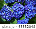 満開の紫陽花_01 65532048