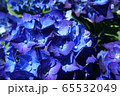 満開の紫陽花_02 65532049