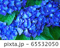 満開の紫陽花_03 65532050