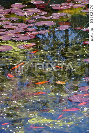 高野山 祓川弁財天前の池 和歌山県伊都郡高野町 高野山 祓川弁財天前の池 和歌山県伊都郡高野町 65532276