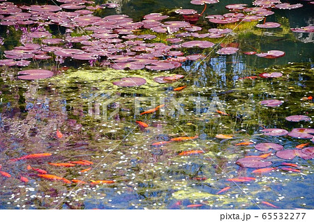 高野山　祓川弁財天前の池　和歌山県伊都郡高野町 65532277
