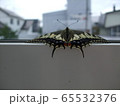 アゲハチョウ 65532376
