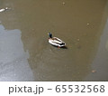 カモ 65532568