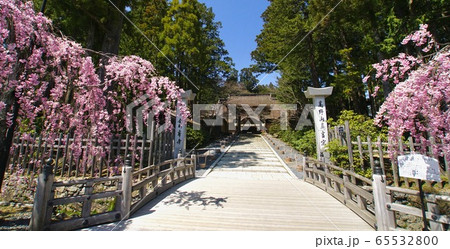 高野山　金剛峯寺前の満開の八重桜　和歌山県伊都郡高野町 65532800