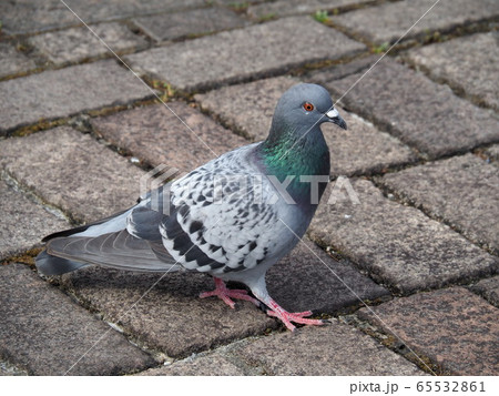 カワラバト カワラバト 65532861