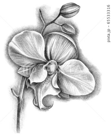 Illustration Of Phalenopsis Orchid Flowerのイラスト素材