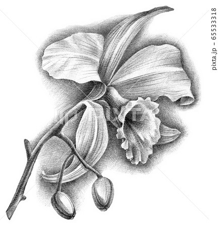 Share 138+ orchid pencil sketches