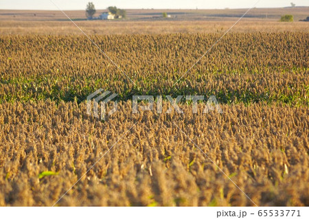 ソルガムきび畑　アメリカ　カンザス州 65533771