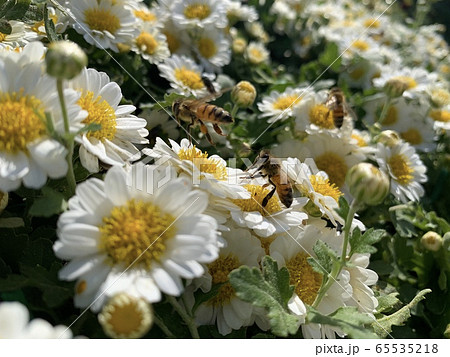 葉 白 花びら 65535218