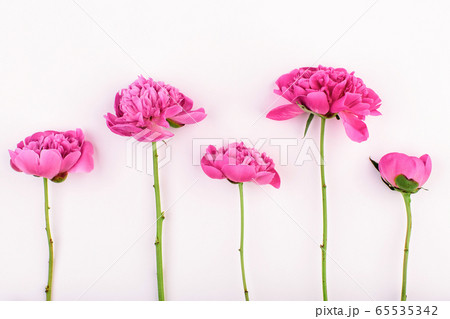 Border of of different sizes of pink peony flowers 65535342