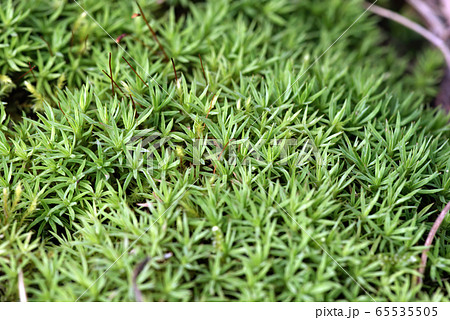 杉苔 杉苔 65535505