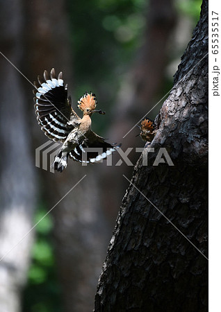ヤツガシラ 木 野鳥 65535517