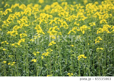 菜の花畑 菜の花畑 65535863