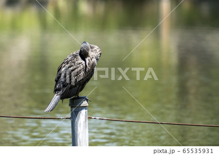 毛繕いする河鵜 65535931