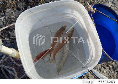 キス釣り キス釣り 65536063