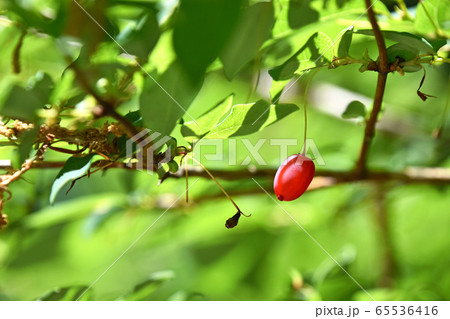 ウグイスカグラの実 ウグイスカグラの実 65536416