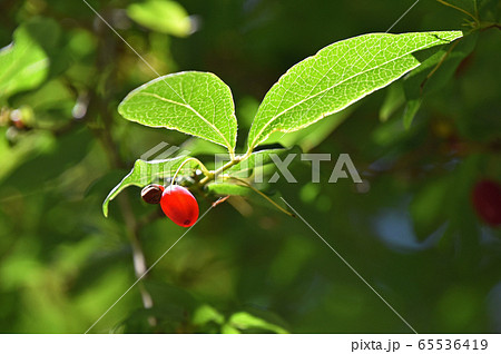 ウグイスカグラの実 65536419