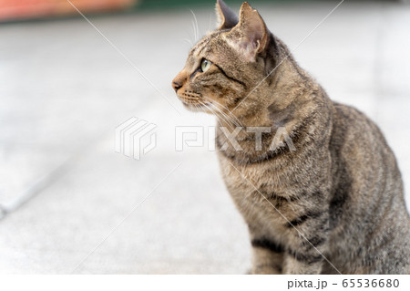 台湾で撮った横を向くネコ 65536680