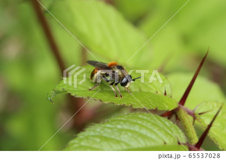 アリスアブの一種/アリノスアブ/キンアリスアブ？ 65537028