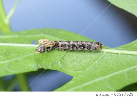 寄生バチの蛹 65537029