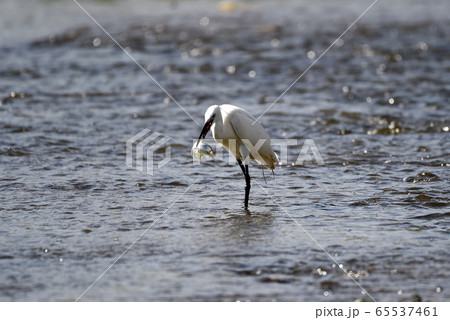白鷺 新しい 鳥 65537461