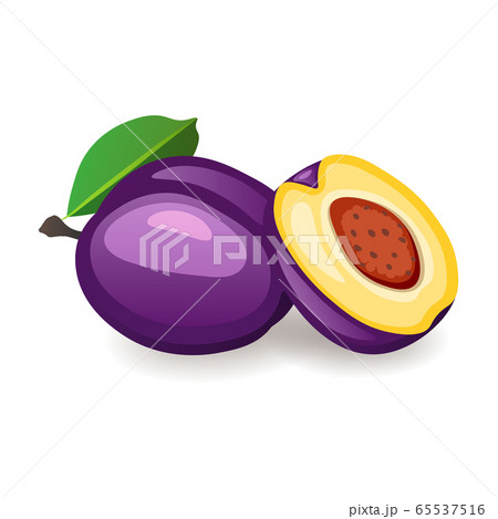 Fresh organic plums isolated on white background. Delicious ripe fruit, vector illustration in flat style 65537516