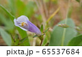 トキワハゼ 65537684