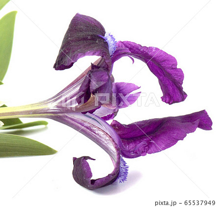 Purple flower Iris Laevigata isolated on white Purple flower Iris Laevigata isolated on white 65537949