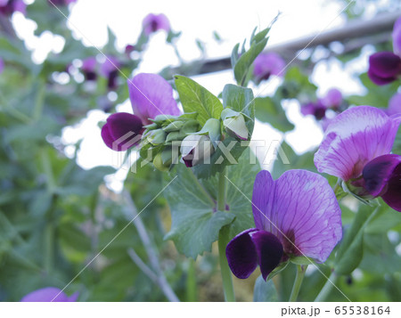 絹さやの花の写真素材