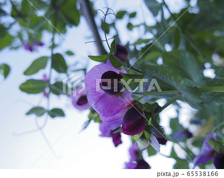 絹さやの花の写真素材